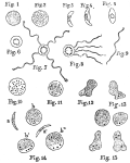 Rethinking Modern Medicine’s Germ Theory