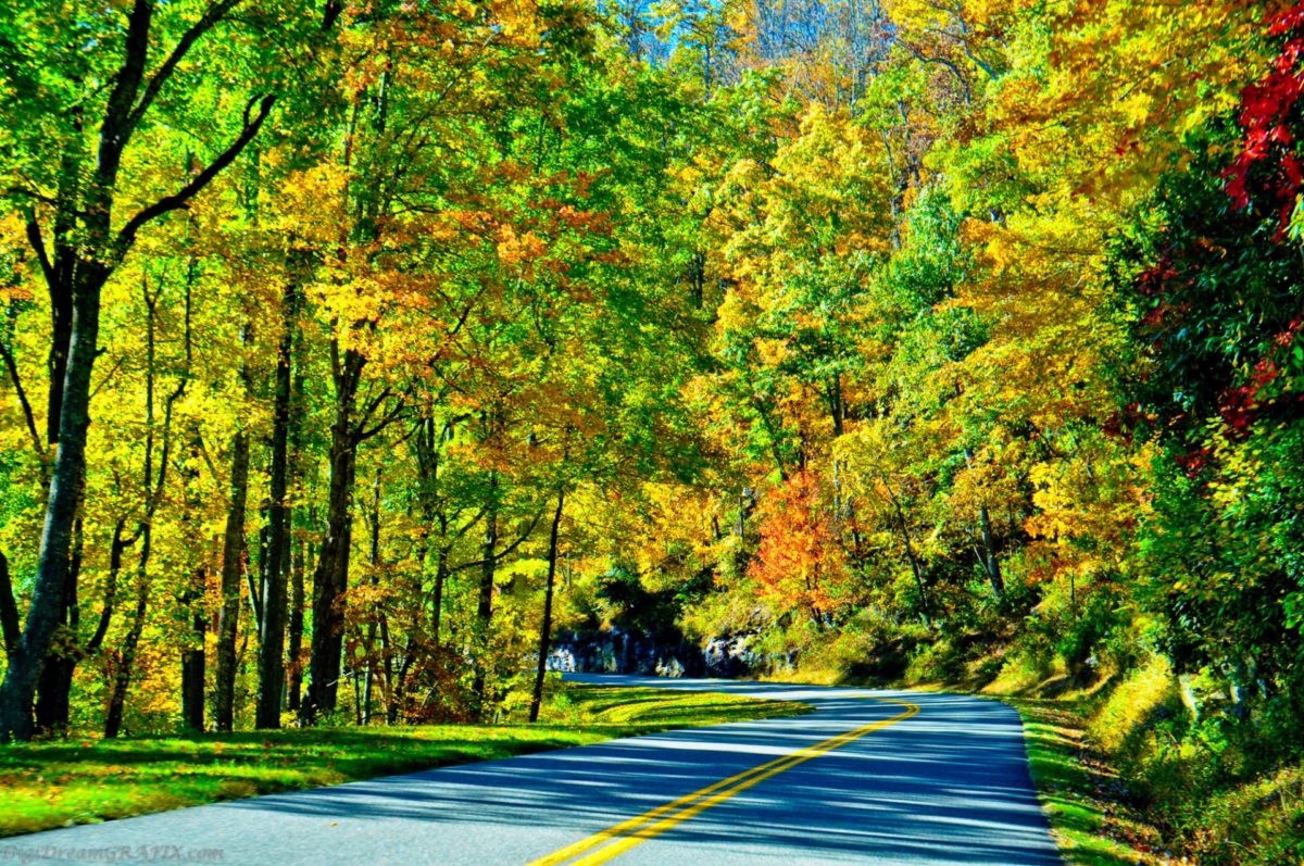 Autumn Road Less Traveled